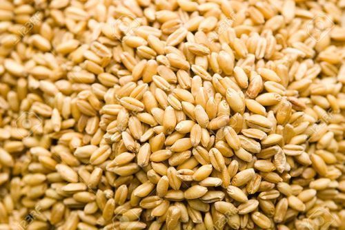 Healthy Natural Wheat Grain