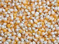 Finest Quality And Well Processed Maize