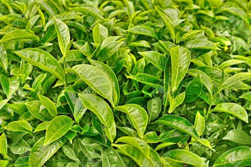 Assam Tea Green Leaves