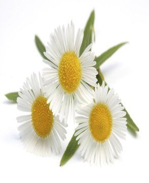 High Grade Chamomile Roman Oil