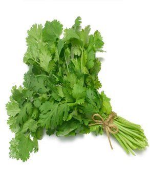 High Grade Coriander Oil