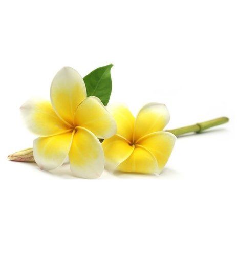 High Grade Frangipani Oil