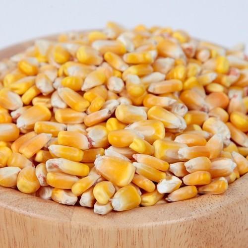 High Grade Yellow Corn