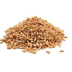 Hi 8663 Wheat Seeds