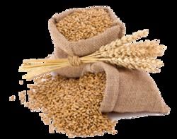 Malawi Kranti Wheat Seeds