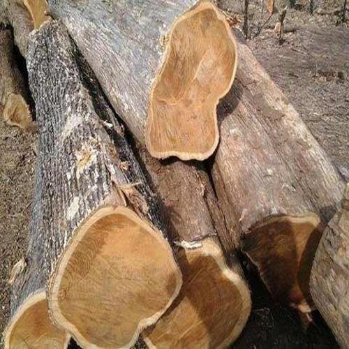 Premium Quality Teak Wood Logs