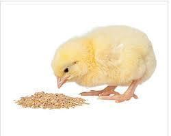 Top Quality Poultry Feed