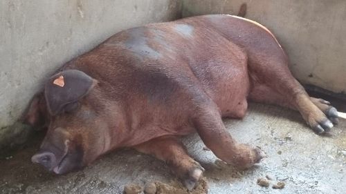 Healthy Duroc Male Pig