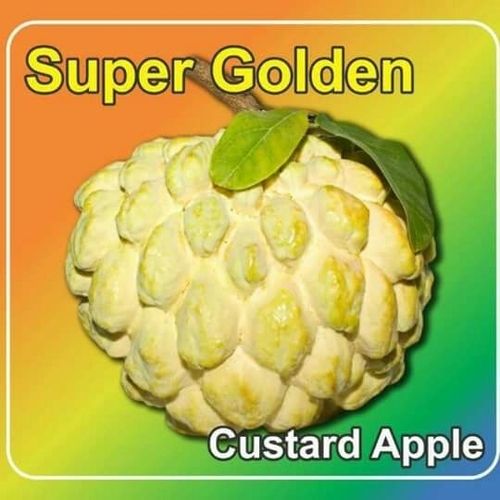 Super Golden Custard Apple Plants