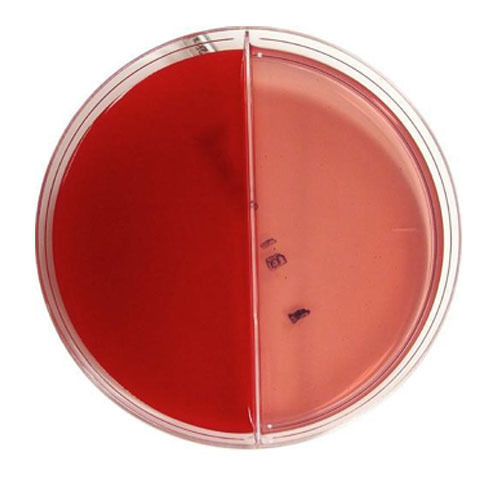 Bi Plate Blood Macconkey Agar