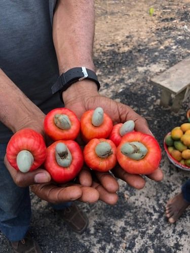 Raw Cashew Nuts (Rcn) Moisture (%): 10 % Max