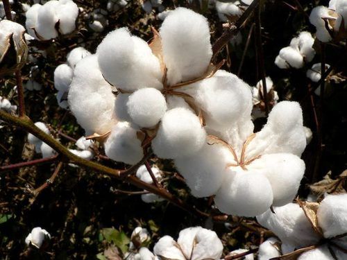 High Grade Raw Cotton