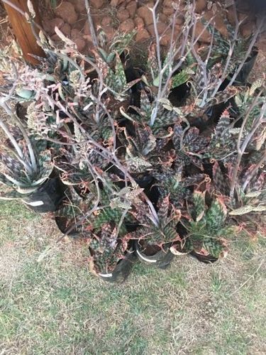 Natural Aloe Vera Plants At Price 150 Inr Plant In Johannesburg
