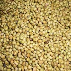 High Grade Coriander Seeds