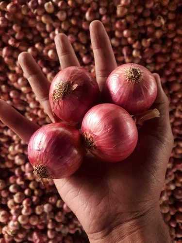 High Grade Red Onion - Organic, Fresh and Fleshy Bulbs with Mild Sweet and Tangy Flavor | Perfect for Raw Consumption and Salad Seasoning