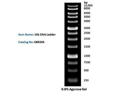 Dna Ladders / Markers