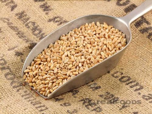 Natural Organic Wheat Grain 