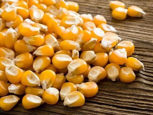 Natural Yellow Maize Seed