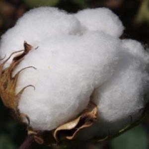 White Fine Grade Raw Cotton