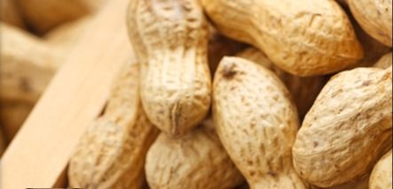 HPS Groundnut Kernels