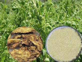 Low Price Skullcap Extract