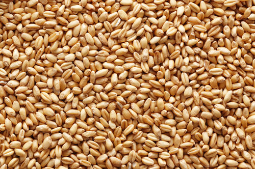 Indian Organic Fresh Wheat