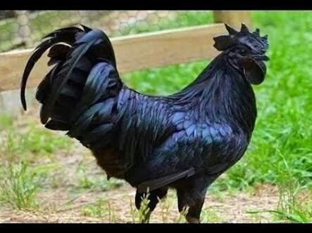 Pure Black Kadaknath Chicken