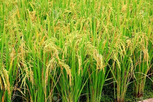 Organic and Hybrid Paddy Seed