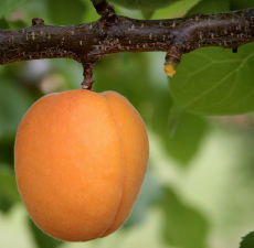 High Grade Apricot Oil