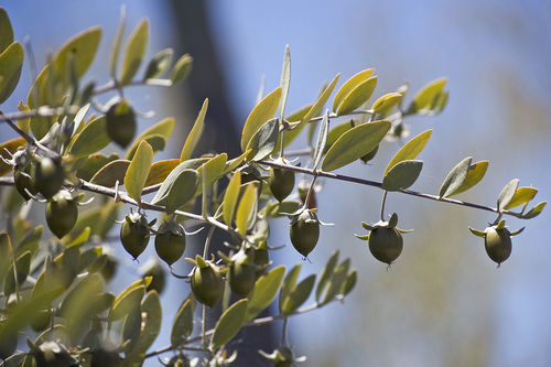 Crude High Grade Jojoba Oil Golden