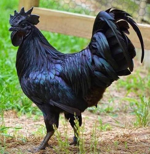 Kadaknath Chicken