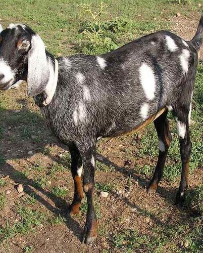 Nubian Goat