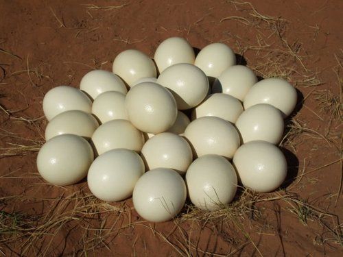 Fertile Hatching Ostrich Eggs