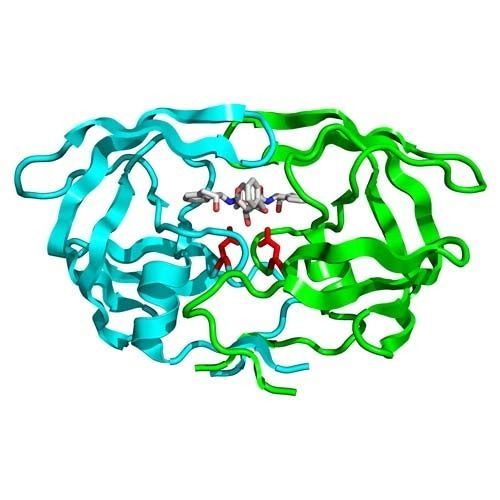 High Grade Protease Enzymes