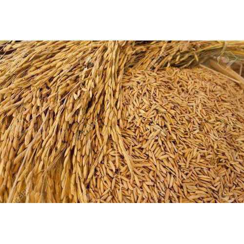 Organic Paddy Seeds