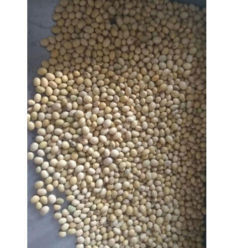 Organic Soybean Seeds