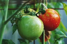 High Grade Fresh Green Tomato