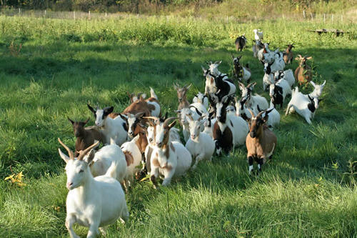Goat Farming Project Consultants Services By Chawadi Business Development Corporation