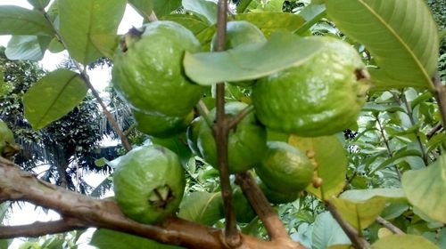 L49 Guava Fruit Plant