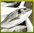 Best In Price and Taste Fish