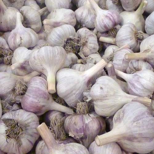 Low Price and Fresh Garlic