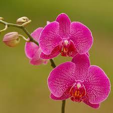 Green Pearl Orchids Flowers