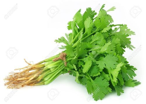 Fresh Coriander Leaves