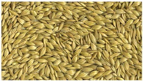 High Grade Barley Seed