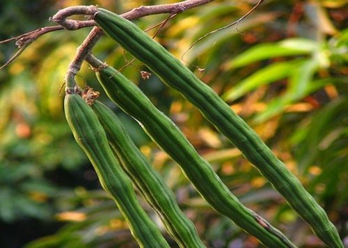 Fresh Drum Stick Vegetable