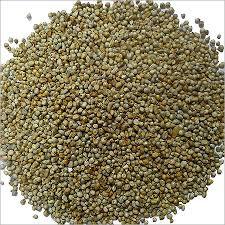 Best Quality Bajra Seed 