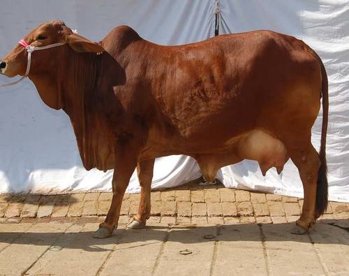 Sahiwal Cow With High Milking Capacity