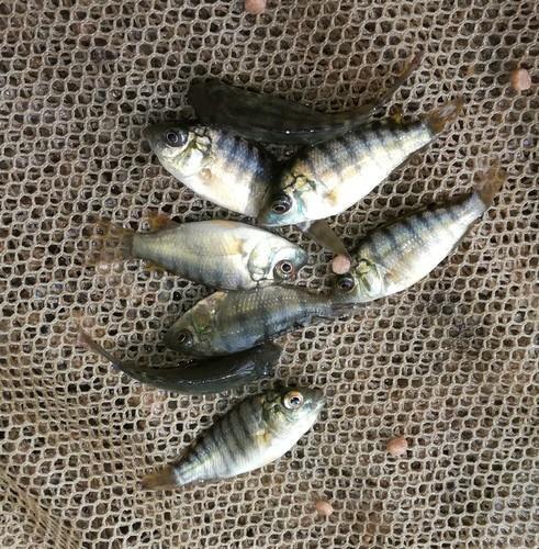 Tilapia Fish Seed