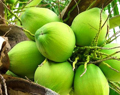 Fresh Green Coconut