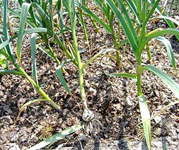 Fresh White Garlic